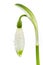 Spring snowflake (Leucojum vernum)