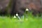 Spring snowflake Leucojum vernum Beautiful white spring flower in forest. Colorful nature background