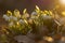 Spring snowflake Leucojum vernum blooming under the warm sunrays, with beautiful forest background and soft focus highlights.