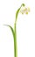 Spring snowflake Leucojum vernum flower