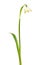 Spring snowflake Leucojum vernum flower