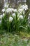 Spring snowflake Leucojum vernum flowering plants