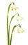 Spring snowflake Leucojum vernum flowers