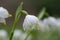 Spring snowflake Leucojum vernum green tipped, pending, white flower