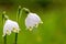 Spring snowflake in the spring sunshine shows the beauty of spring with nice white blossoms and green dots in macro and closeup