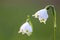 Spring snowflake in the spring sunshine shows the beauty of spring with nice white blossoms and green dots in macro and closeup