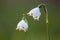 Spring snowflake in the spring sunshine shows the beauty of spring with nice white blossoms and green dots in macro and closeup