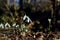 Spring snowflakes in bloom with foliage on the ground seen up close