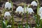 Spring snowflakes at bloom in garden close-up