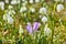 Spring snowflakes and crocus bloom in sunny garden, blurred background