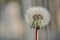 Spring soft and fluffy flower of dandelion clock seeds Taraxacum officinale against metal fence in Ballawley Park, Dublin