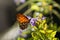 Spring and soft macro image. Beautiful brown butterfly details on a lilac flower in soft template. Sunny day with selective focus