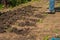 Spring sowing potatoes in the ground. A man plants and digs potatoes close-up and copy space