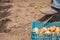 Spring sowing potatoes in the ground. A man plants and digs potatoes close-up and copy space