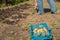 Spring sowing potatoes in the ground. A man plants and digs potatoes close-up and copy space