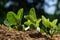 Spring soybean seedlings on a farm field