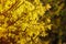 Spring spirit: forsythia bush branches with yellow sunlit flowers