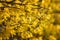 Spring spirit: forsythia bush branches with yellow sunlit flowers