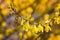 Spring spirit: forsythia bush branches with yellow sunlit flowers