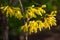 Spring spirit: forsythia bush branches with yellow sunlit flowers on dark green background