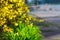 Spring spirit: forsythia bush branches with yellow sunlit flowers and green grass