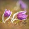 Spring-springtime. Beautiful blossoming flower on a meadow. Pasque flower and sun with a natural background. Pulsatilla grandis