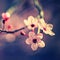 Spring - Springtime. Japanese cherry Sakura. Beautifully blooming colorful tree in nature. Background with sunrays