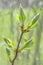 Spring sprouting branch with blooming buds and new fresh leaves