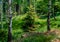 Spring spruce in the birch forest