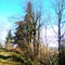 Spring spruce forest in the Carpathian Mountains