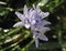 Spring Squill