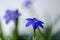 Spring star flower is a blue bulbous flower that blooms in the s