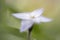A spring star or Ipheion photographed with a vintage lens.