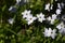 Spring starflower Ipheion uniflorum