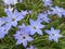 Spring starflower Ipheion uniflorum, Springstar, der EinblÃ¼tige FrÃ¼hlingsstern or IphÃ©ion uniflore, Conservatory and Botanical
