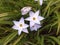 Spring starflower Ipheion uniflorum \'Wisley Blue \' close up
