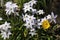 Spring Starflowers (Ipheion Uniflorum)