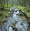 Spring stream in the Carpathians.