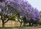 Spring street of beautiful purple vibrant jacaranda in bloom.