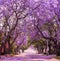 Spring street of beautiful violet vibrant jacaranda in bloom.