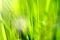 Spring and summer abstract nature background with grass and sun