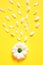 Spring or summer background with copy space for text. Chamomiles white flower with yellow heart. Top view.