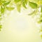 Spring summer background with green leaves,light and bokeh