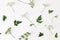 Spring, summer botanical pattern. Floral composition of blooming green cow parsley, Anthriscus sylvestris plant on white