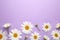 Spring and summer chamomile flowers on purple background