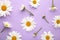 Spring and summer chamomile flowers on purple background