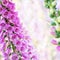 Spring summer digitalis or foxglove flowers