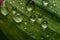 Spring and summer green leafs with waterdrops macro picture