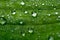 Spring and summer green leafs with waterdrops macro picture