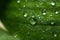 Spring and summer green leafs with waterdrops macro picture